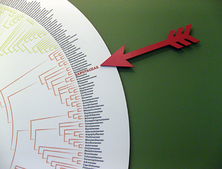 sapotaceae exhibition