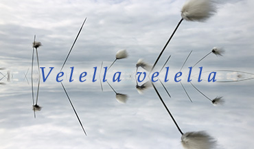 link to film - Velella velella