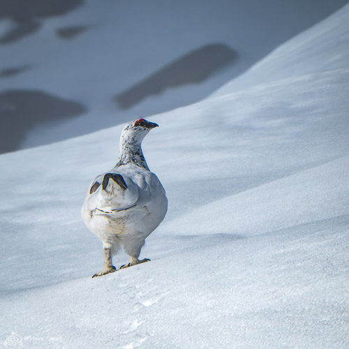 a ptarmigan walking on snow